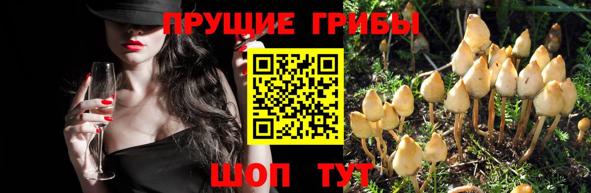 Псилоцибиновые грибы Psilocybe  Вход с VPN  Сердобск  Псилоцибиновые грибы Magic Shrooms 